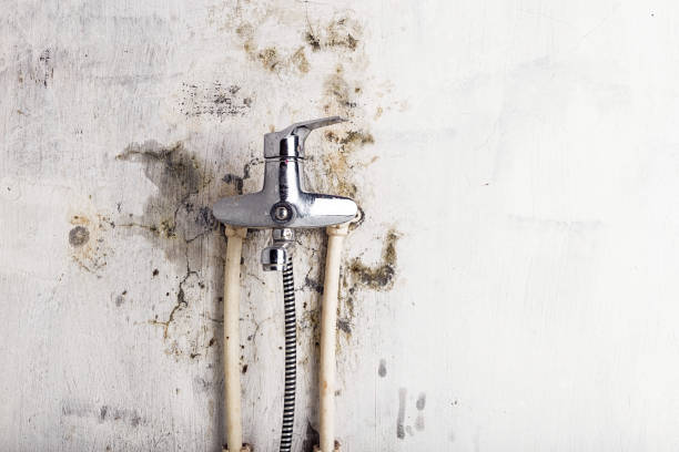 Best Certified Mold Removal  in New Market, AL