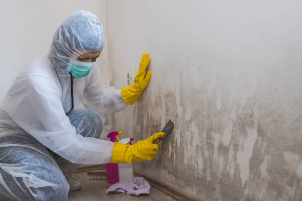 Best Mold Damage Repair  in New Market, AL