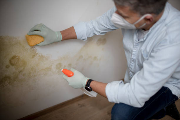 Home Mold Removal in New Market, AL