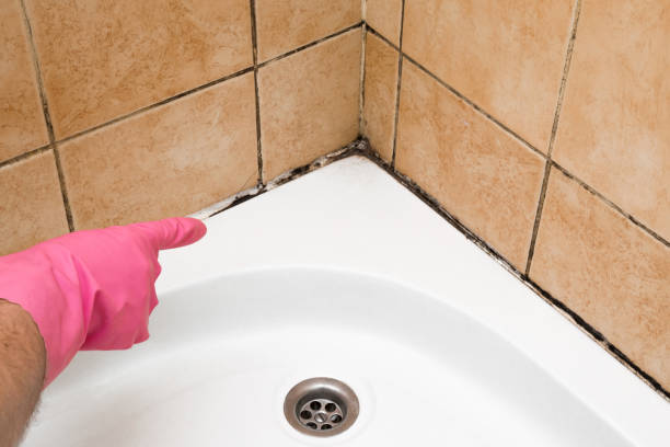 Best Mold Cleaning Services  in New Market, AL